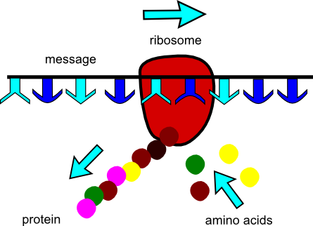 What function do ribosomes serve? - Quora