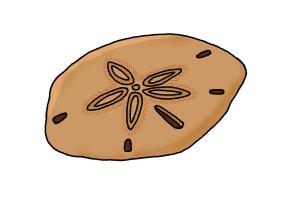 How to Draw a Sand Dollar | DrawingNow