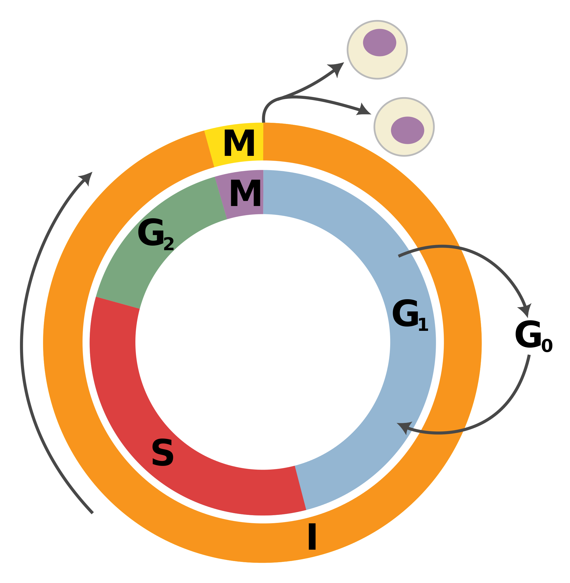 Talk:Cell cycle - Wikipedia