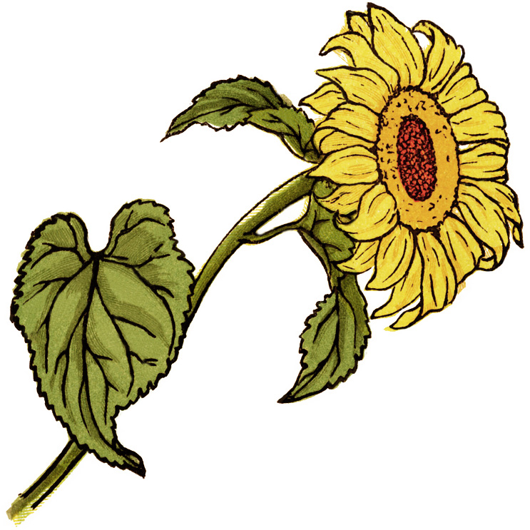 Free Vintage Page Graphic ~ Sheet Music and Sunflowers | Old ...