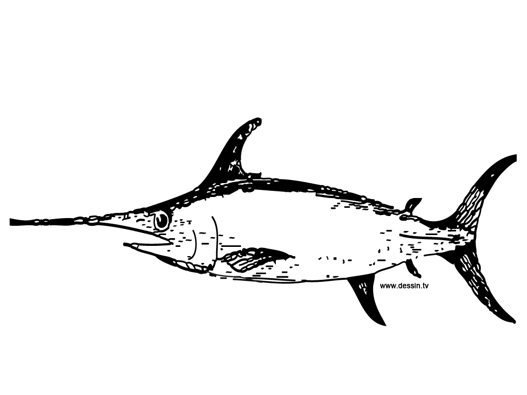 swordfish coloring page ready to be printed | yooall.