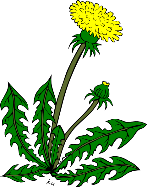 Taraxacum clip art - vector clip art online, royalty free & public ...