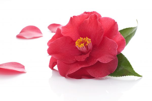 Remodelaholic | Paper Flower Garland Printable