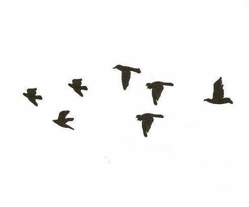 Bird Flying Into The Moon GIFs - Find & Share on GIPHY