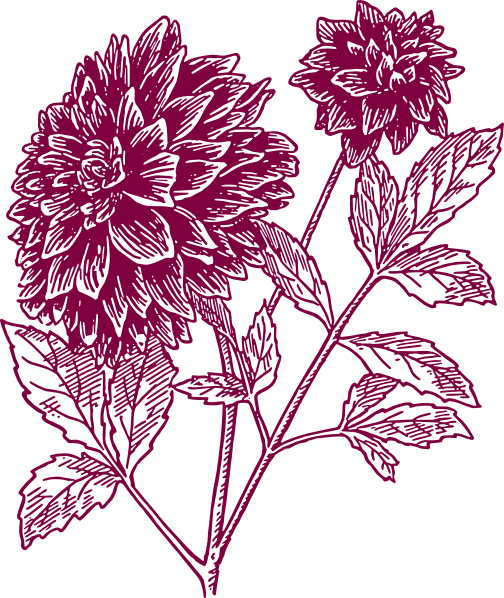 Carnation Flower Tattoo | Free Download Clip Art | Free Clip Art ...