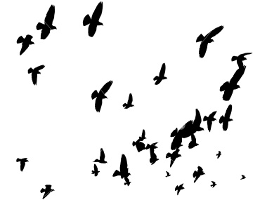 We are young and free