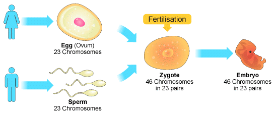 Science 4; God&#39;s Prohibition of Marriage Within the Family ...