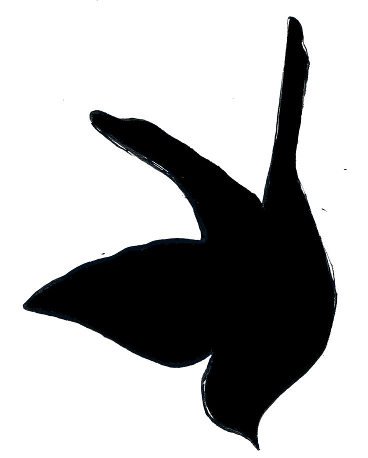 Cute birds, Silhouette and Flying birds