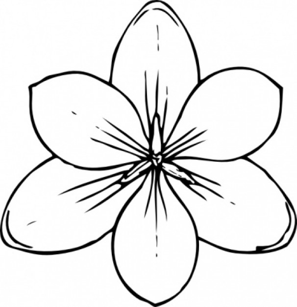 Crocus Flower Top View clip art | Download free Vector