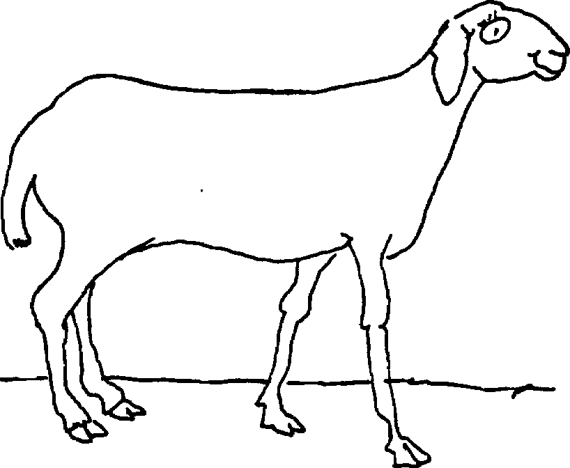 Self - Teaching Manual in Hair Sheep Production
