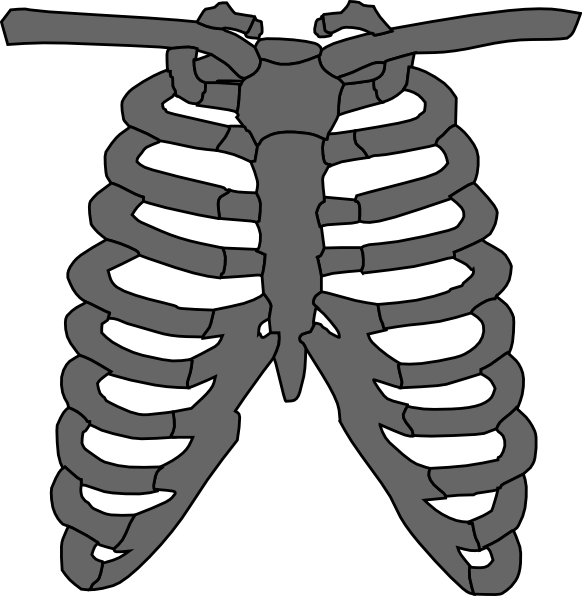 Unlabeled Human Skeleton - ClipArt Best