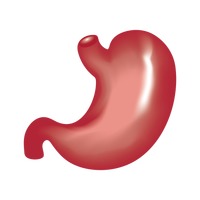 Chart Charts Body Bodies Parts Part Tummy Tummies Stomach Abdomen ...