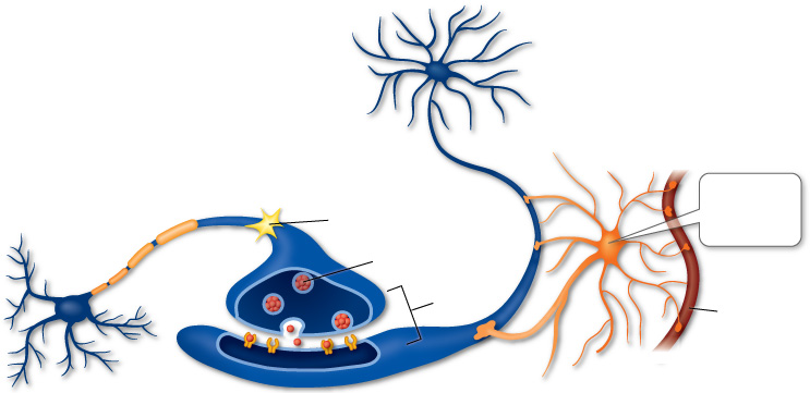 A Unlabelled Neuron - ClipArt Best