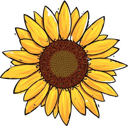 Sunflower clipart vector
