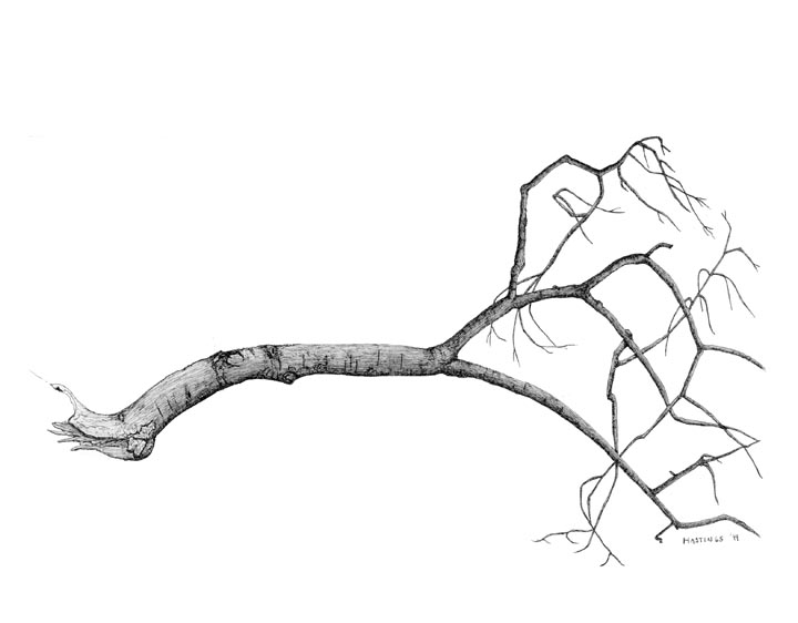 Fallen Tree Branch Drawing