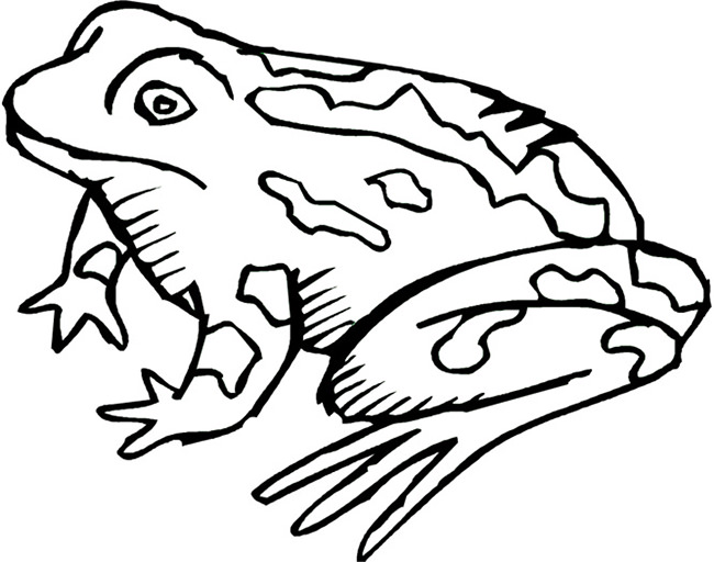 Frog Template - Animal Templates | Free & Premium Templates
