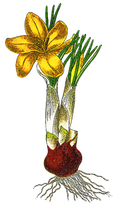 Free Crocus Clipart - Public Domain Flower clip art, images and ...