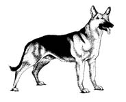 The Dog That Was a Canary | Human-Animal Medicine Project