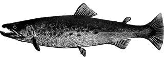 Bull Trout | ClipArt ETC