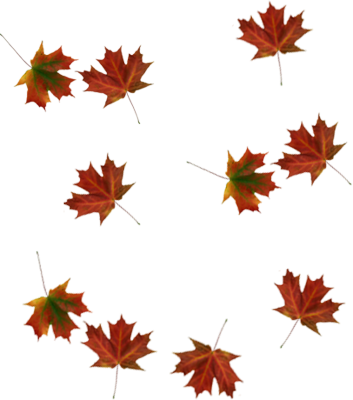 Falling Leaves Transparent Png - Free Icons and PNG Backgrounds