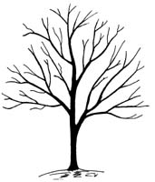 Apple Tree Outline