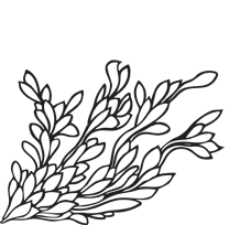 seaweed drawing Gallery