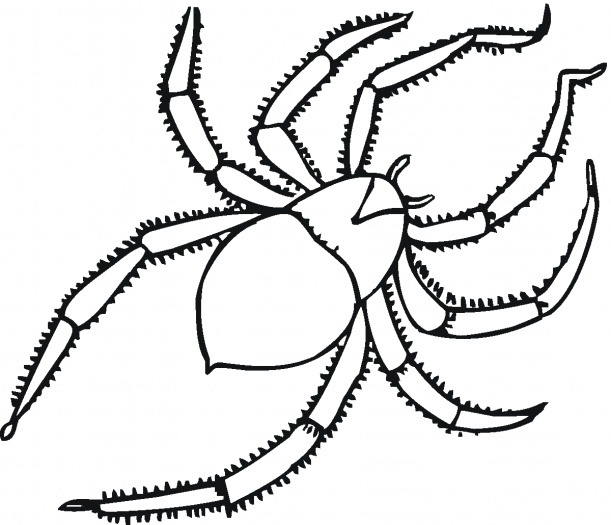 Spider Man Coloring Page | Larakroemer Net