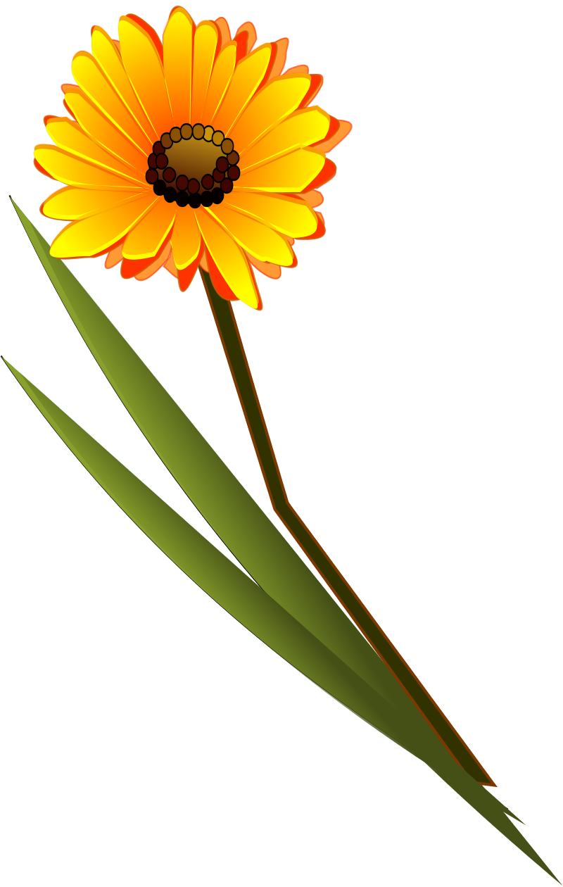 Flowers Gerbera SVG