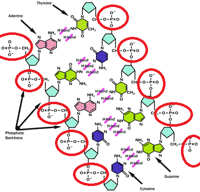 Arsenic and old DNA (I think)