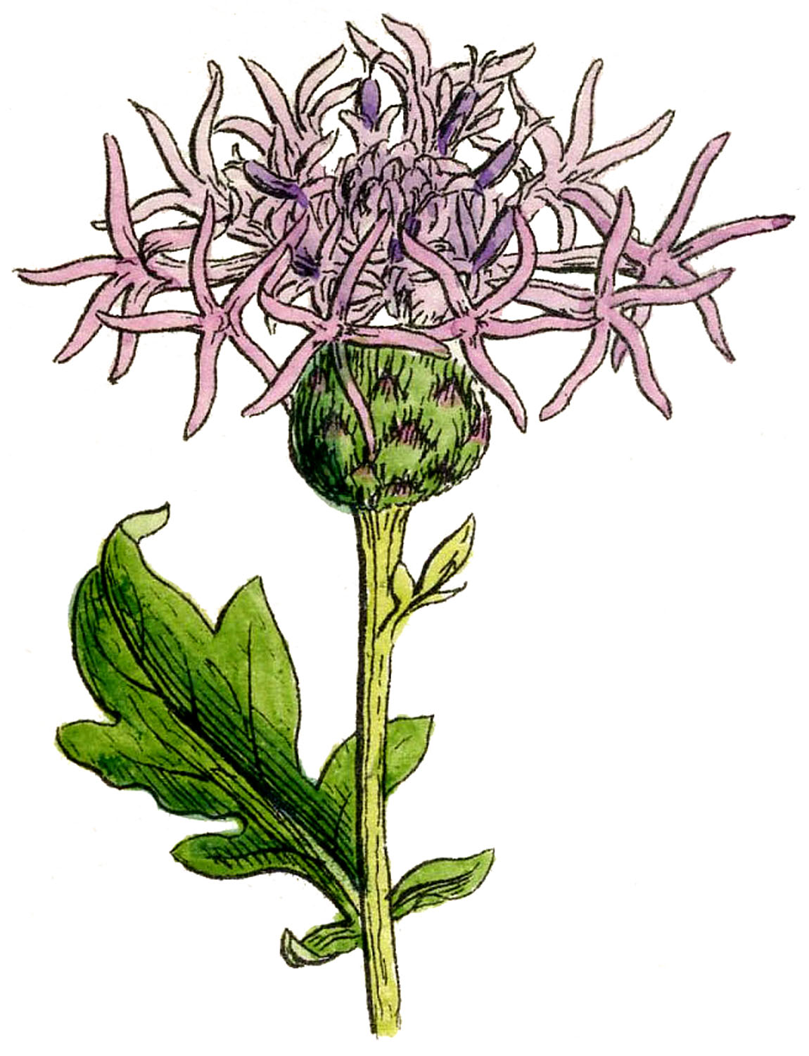 Antique Botanical Graphics - Thistles - The Graphics Fairy