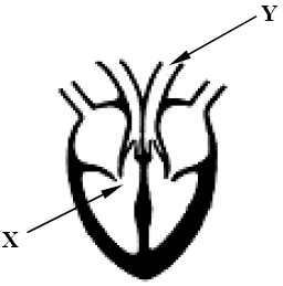 Unlabelled Diagram Of The Heart# - ClipArt Best
