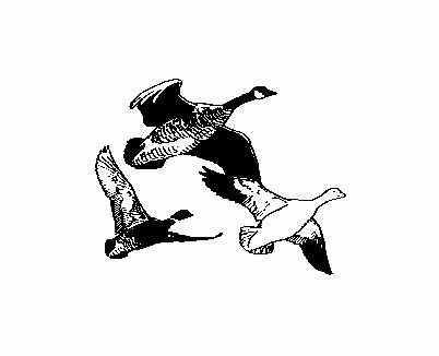 Geese Flying Clipart