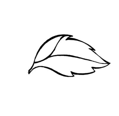 Leaf Outline Template