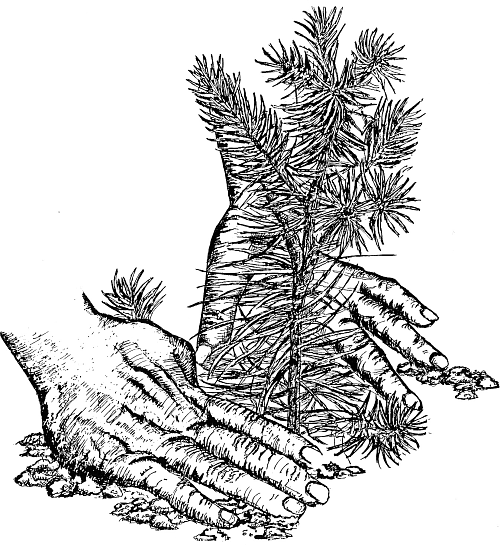 Arbor Day | Homosassa River Garden Club