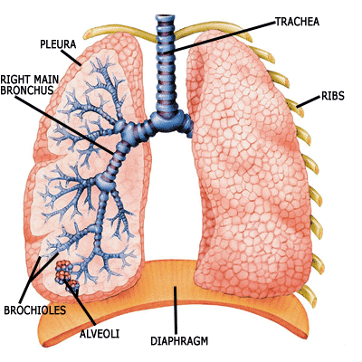 Follow the Gleam: Lungs