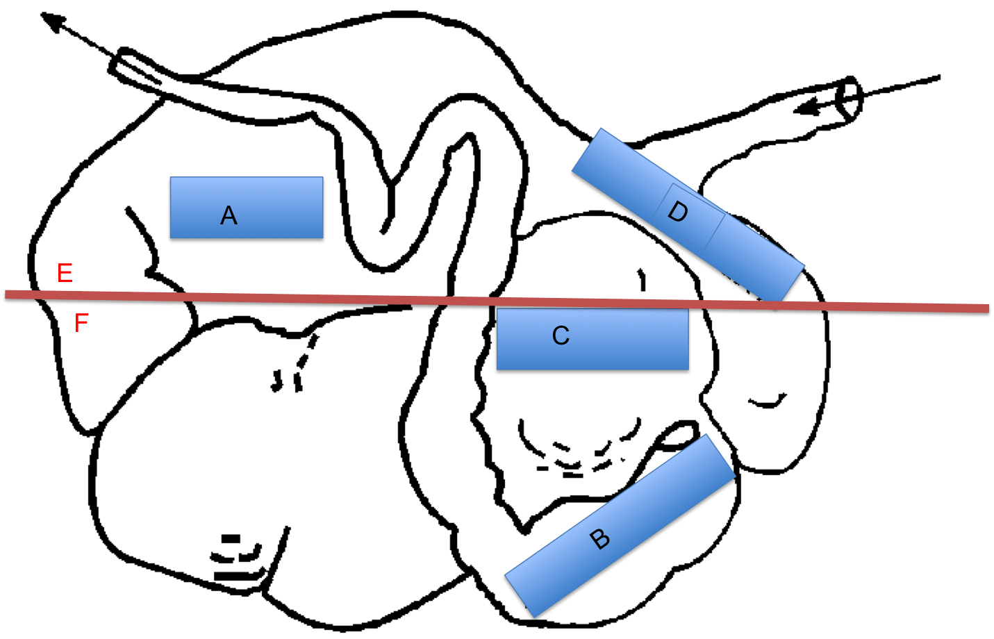 Digestive system - Animal Science 303 with Knabe at Texas A&amp;M ...