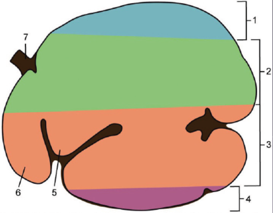 Ruminant GI - Veterinary Medicine 70003 with Bailey at University ...