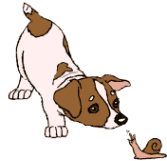 Jack russell terrier clipart