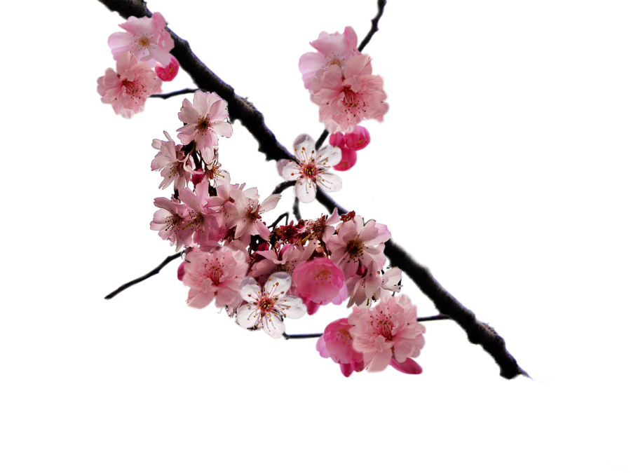Cherry Blossom PNG Images Transparent Free Download | PNGMart.com