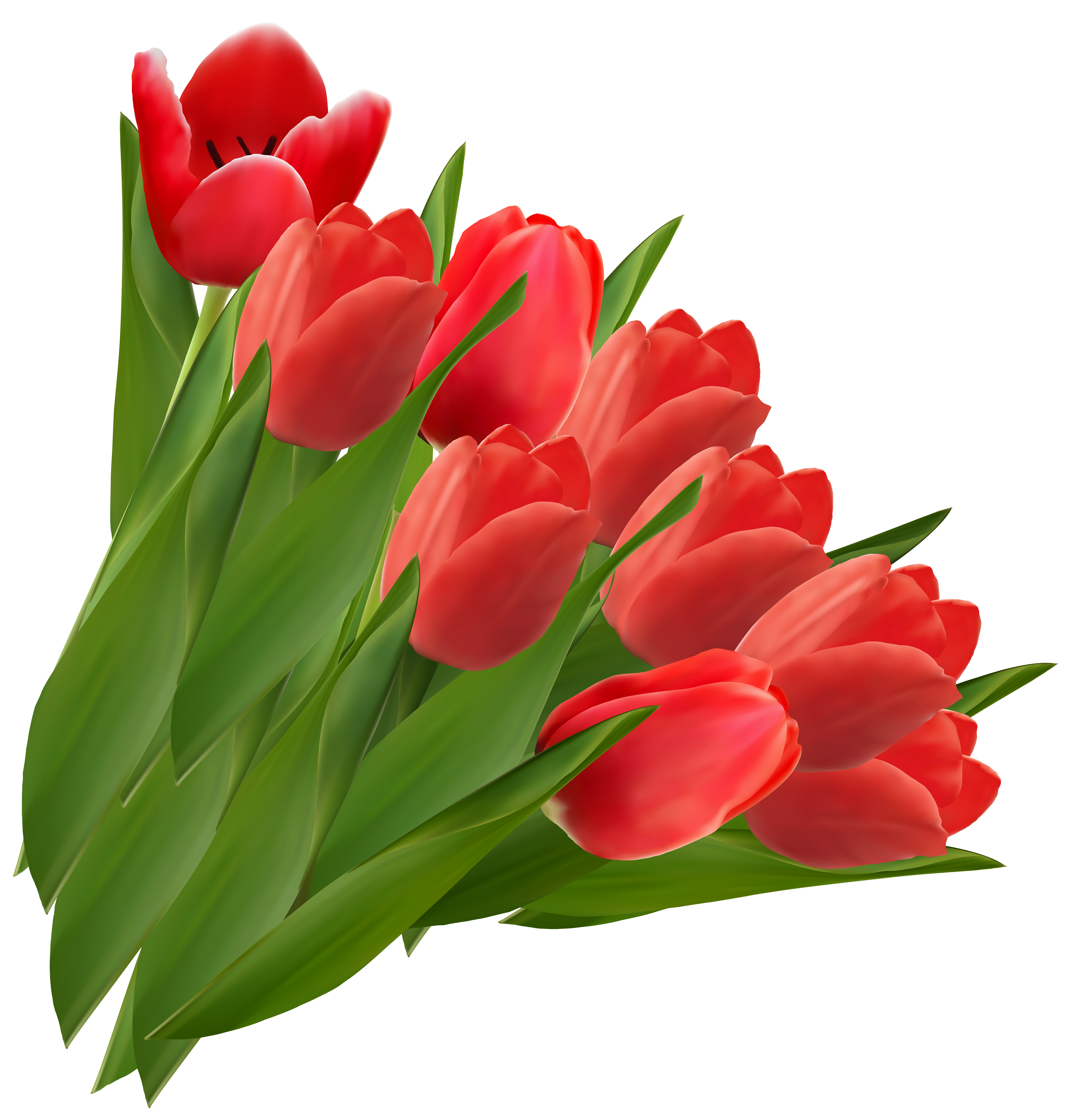 Tulips Clipart | Free Download Clip Art | Free Clip Art | on ...