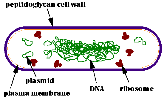 Introduction to the Viruses