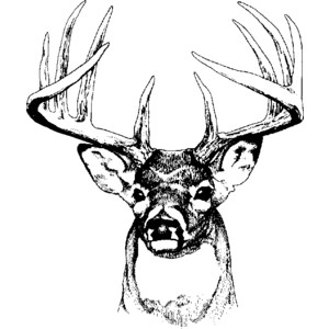 Whitetail Deer Clipart Black And White