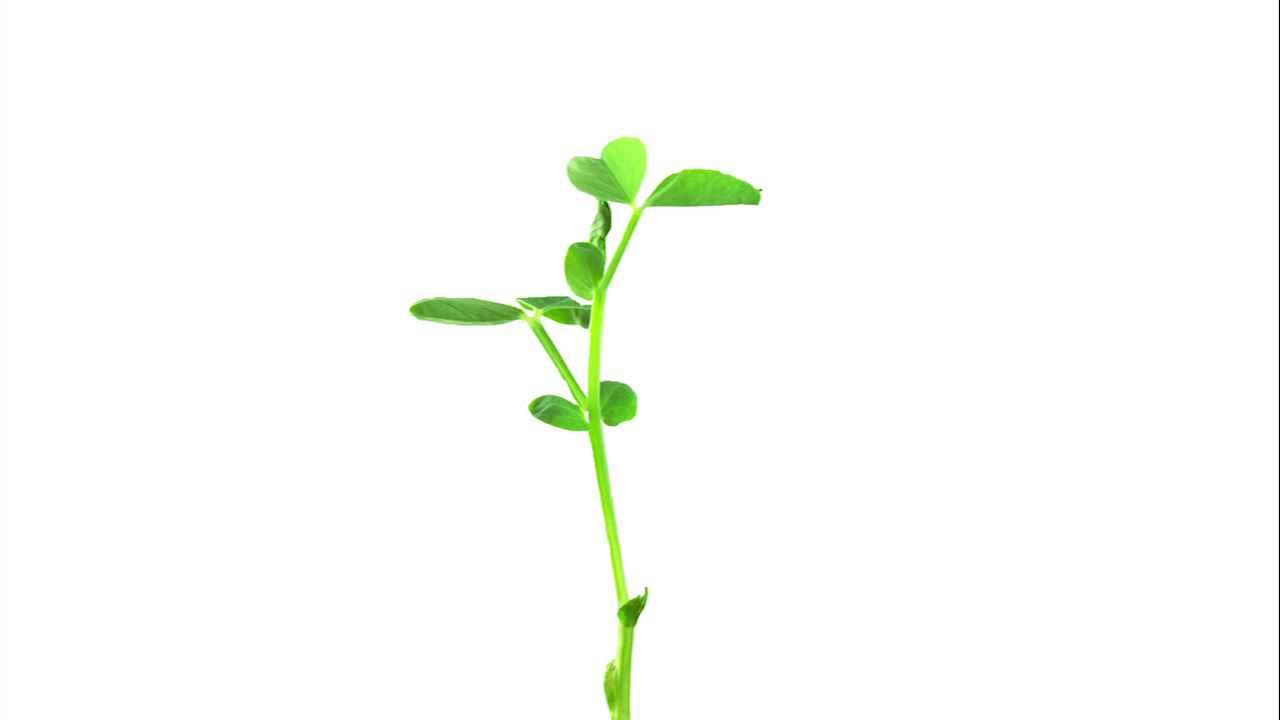 Plant Growing [AE Animation] - YouTube