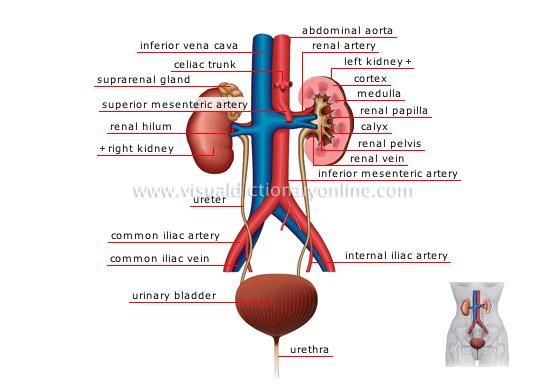 Structures of Body at Penn Foster College - StudyBlue