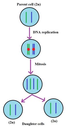 Mothers, Dna and Other