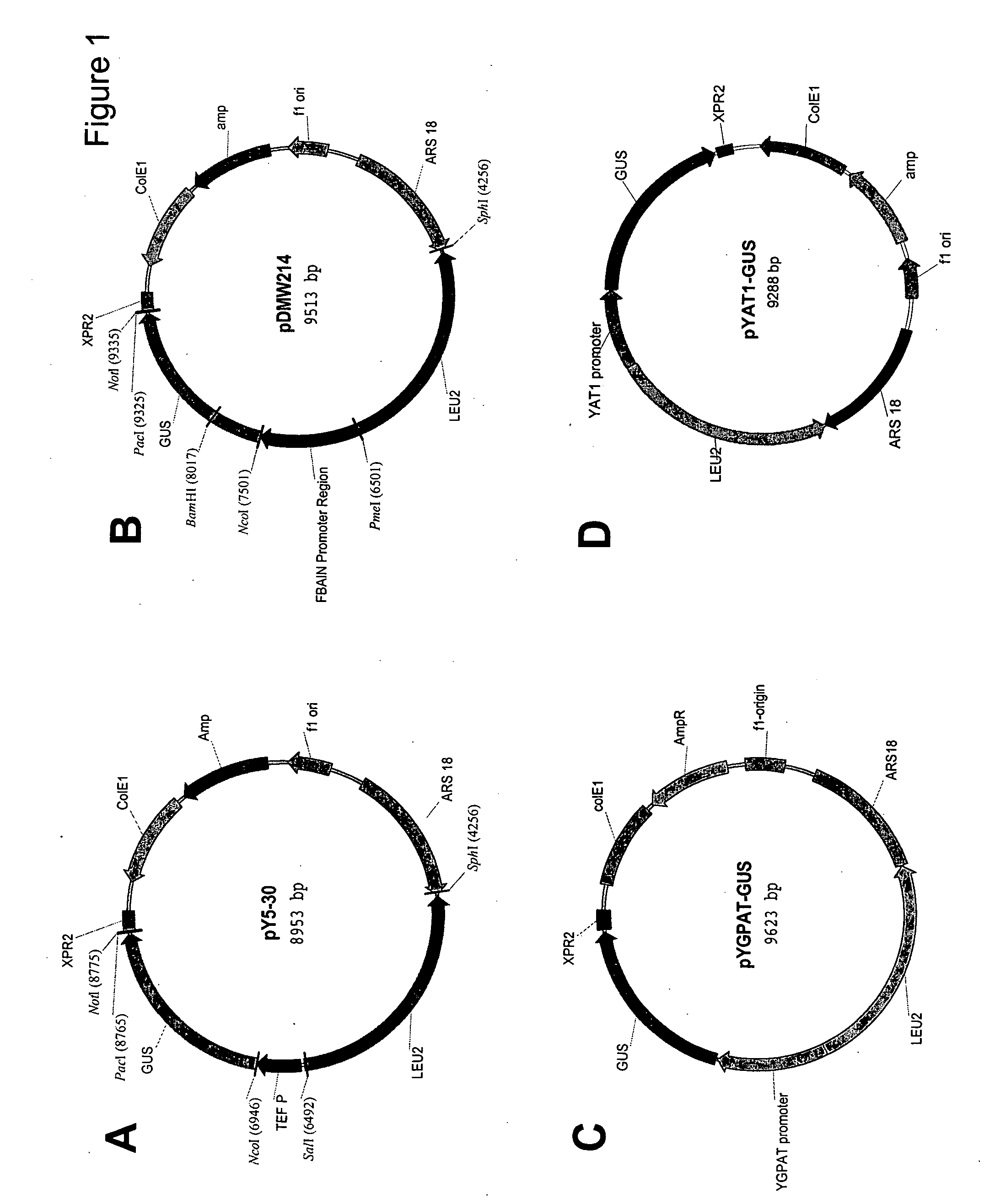 Patent US20060094102 - Ammonium transporter promoter for gene ...