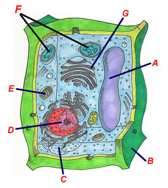 Simple Plant Cell Clipart - Free to use Clip Art Resource