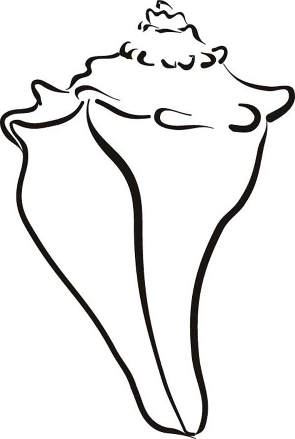 1000+ images about SeaShells | Conch shells, Starfish ...