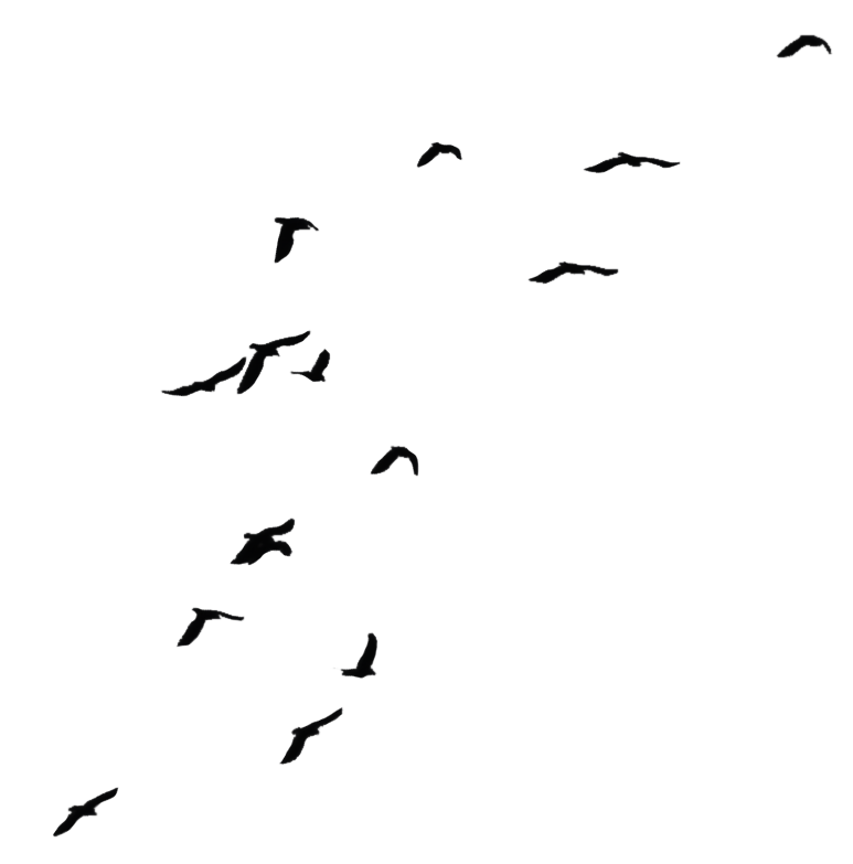 Birds Png - Free Icons and PNG Backgrounds