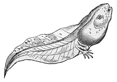Free Animals Clipart. Free Clipart Images, Graphics, Animated Gifs ...